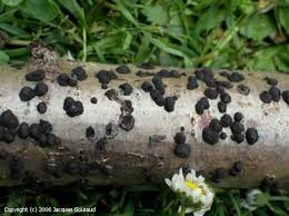 Attēlu rezultāti vaicājumam “Hypoxylon fuscum”