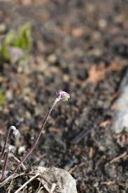Attēlu rezultāti vaicājumam “Hepatica nobilis bud”