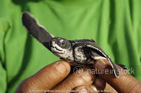 Image result for Dermochelys coriacea