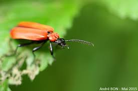 Attēlu rezultāti vaicājumam “Pyrochroa coccinea”