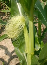 Attēlu rezultāti vaicājumam “Zea mays female flower”