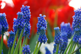Attēlu rezultāti vaicājumam “Muscari armeniacum flower”
