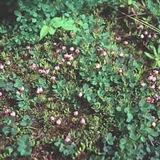 Attēlu rezultāti vaicājumam “Oxycoccus microcarpus leaf”