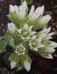 Attēlu rezultāti vaicājumam “Jovibarba globifera flower”