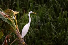 Attēlu rezultāti vaicājumam “Egretta alba”