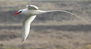 Image result for Phaethon aethereus