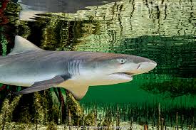 Image result for Negaprion brevirostris