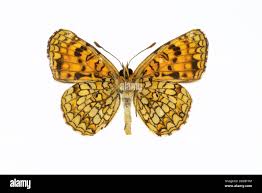 Attēlu rezultāti vaicājumam “Melitaea diamina”