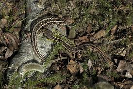 Attēlu rezultāti vaicājumam “Lacerta agilis female”