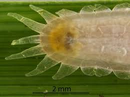Attēlu rezultāti vaicājumam “Cribraria martinii macro”