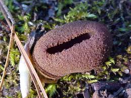 Attēlu rezultāti vaicājumam “Peziza ammophila”