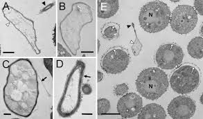 Attēlu rezultāti vaicājumam “Badhamia nitens”