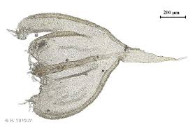 Attēlu rezultāti vaicājumam “Thuidium assimile”