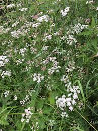Attēlu rezultāti vaicājumam “Torilis japonica leaf”