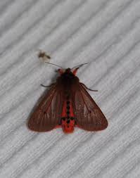 Attēlu rezultāti vaicājumam “Phragmatobia fuliginosa”