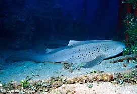 Image result for Stegostoma tigrinum