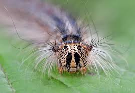 Attēlu rezultāti vaicājumam “Lymantria dispar”