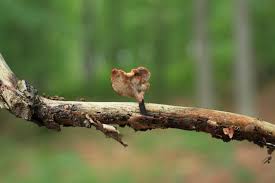 Attēlu rezultāti vaicājumam “Polyporus varius”