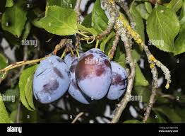 Attēlu rezultāti vaicājumam “Prunus domestica subsp. insitita fruit”