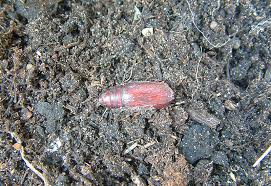 Attēlu rezultāti vaicājumam “Callimorpha dominula larva”