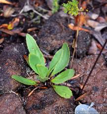 Attēlu rezultāti vaicājumam “Plantaginaceae”