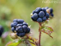 Attēlu rezultāti vaicājumam “Rubus caesius fruit”