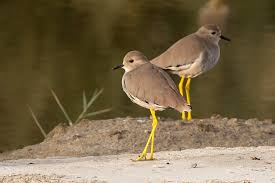 Image result for Vanellus leucurus