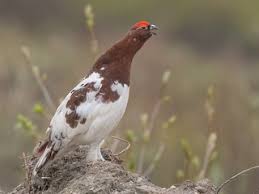 Image result for Lagopus lagopus