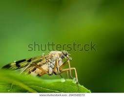 Attēlu rezultāti vaicājumam “Rhagionidae”