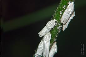 Attēlu rezultāti vaicājumam “Orthezia urticae”