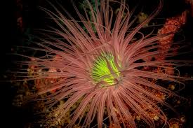 Attēlu rezultāti vaicājumam “Chara filiformis”