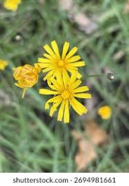 Attēlu rezultāti vaicājumam “Leontodon autumnalis”