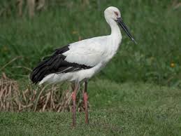 Attēlu rezultāti vaicājumam “Ciconia ciconia”