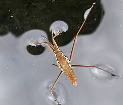 Attēlu rezultāti vaicājumam “Gerridae”