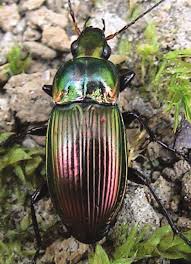 Attēlu rezultāti vaicājumam “Poecilus lepidus”