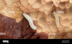 Attēlu rezultāti vaicājumam “Phronia sp. larva”
