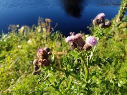 Attēlu rezultāti vaicājumam “Cirsium palustre fruit”