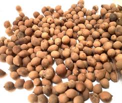 Attēlu rezultāti vaicājumam “Tilia amurensis”