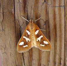 Attēlu rezultāti vaicājumam “Crambidae”