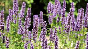 Image result for Hyssopus officinalis