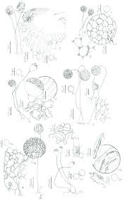 Attēlu rezultāti vaicājumam “Cribraria cancellata”