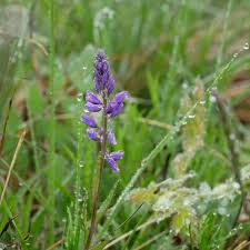 Attēlu rezultāti vaicājumam “Polygala vulgaris”