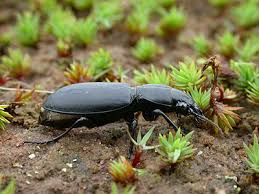 Attēlu rezultāti vaicājumam “Broscus cephalotes”
