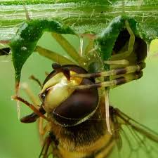 Attēlu rezultāti vaicājumam “Eupeodes corollae”