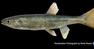 Image result for Mylopharodon conocephalus