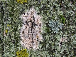 Attēlu rezultāti vaicājumam “Athelia arachnoidea”