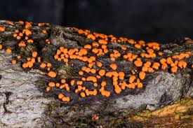 Attēlu rezultāti vaicājumam “Nectria cinnabarina”