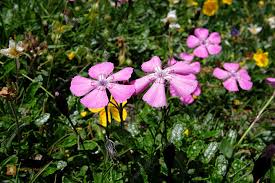 Image result for Steinnelke