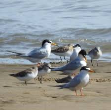 Attēlu rezultāti vaicājumam “Sternula albifrons”