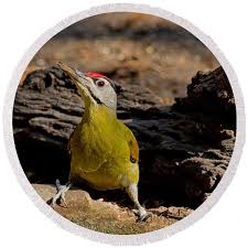 Attēlu rezultāti vaicājumam “Picus canus”